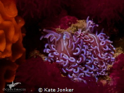 Coral Nudibranchs, Pinnacle Dive Site in Gordon's Bay - C... by Kate Jonker 